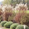 Miscanthus oraz Nepeta Racemosa Walker's Low